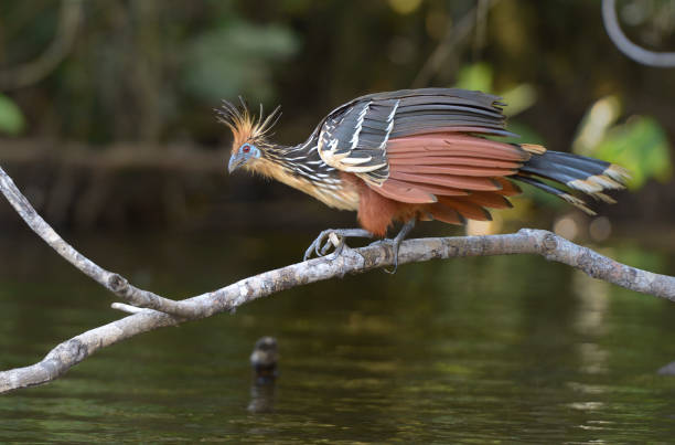 A closeup of the hoatzin, Opisthocomus hoazin on a branch over Lake Garzacocha, La Selva Jungle Eco Lodge, Amazon Basin, Ecuador.